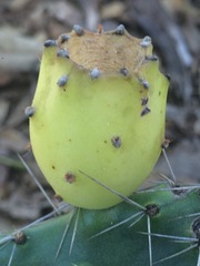 Opuntia pachyrrhiza