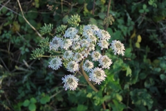 Heracleum sphondylium