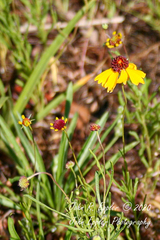 Helenium amarum