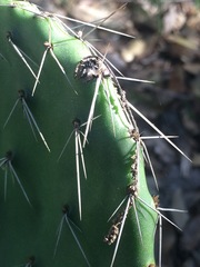 Opuntia pachyrrhiza