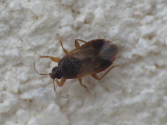 Lyctocoris campestris