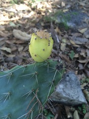 Opuntia pachyrrhiza