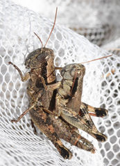 Melanoplus texensis
