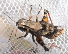 Melanoplus texensis