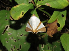 Eulepidotis rectimargo