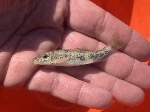 Santa Ana Sucker (Catostomus santaanae) — Catostomidae