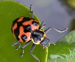 Coleomegilla occulta