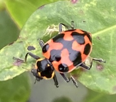 Coleomegilla occulta