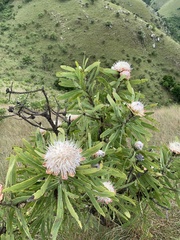 Protea gaguedi