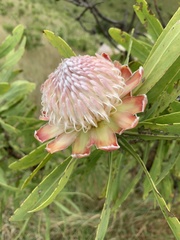 Protea gaguedi