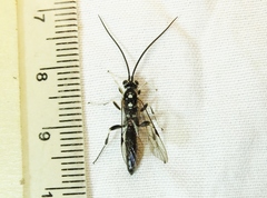 Cratichneumon sublatus