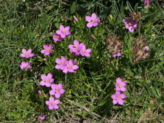 Centaurium portense
