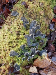 Peltigera hymenina