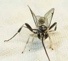 Cratichneumon sublatus