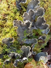 Peltigera hymenina