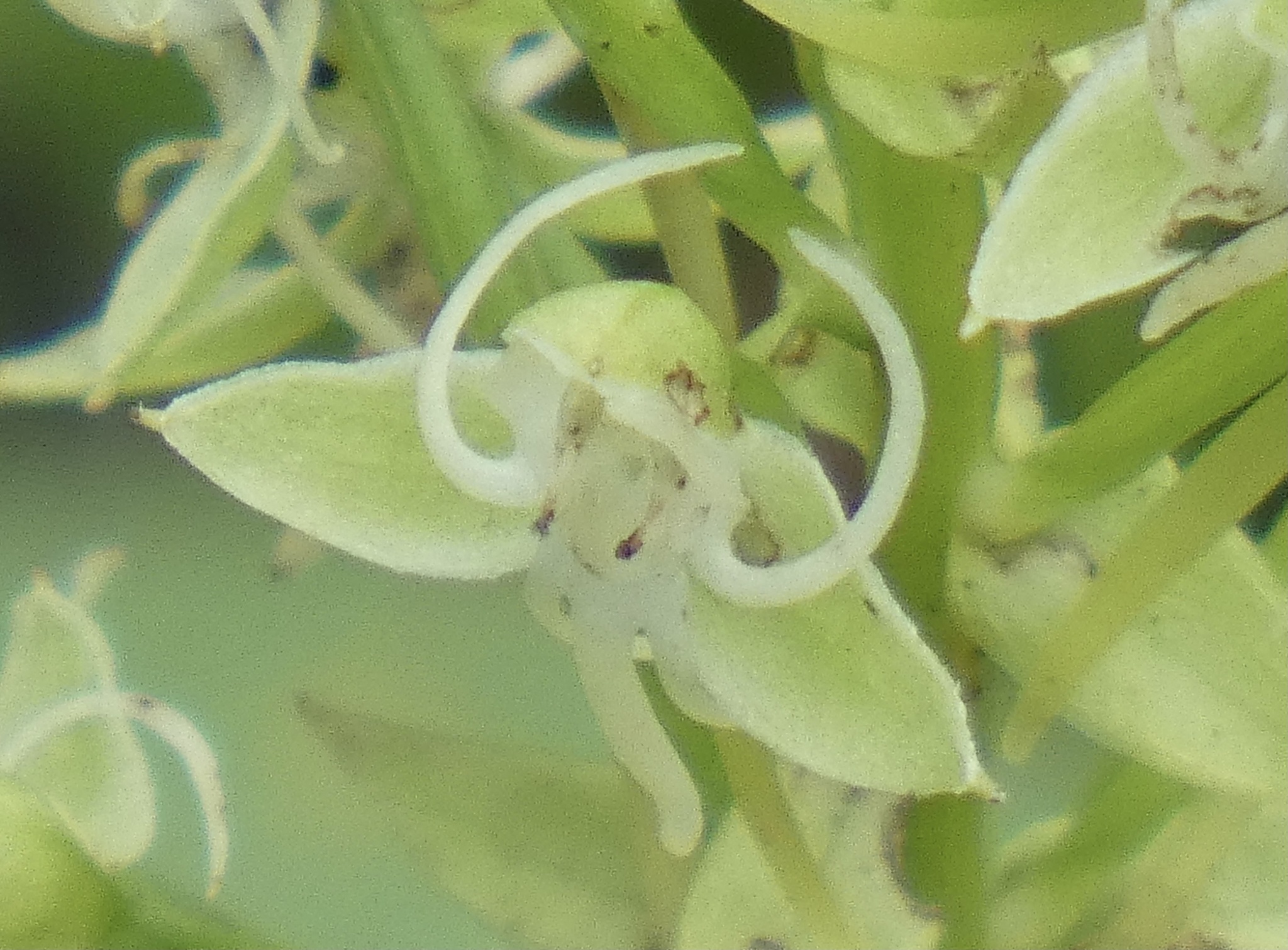 Habenaria achnantha