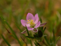 Spergularia rupicola