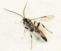 Cratichneumon sublatus