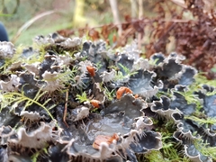 Peltigera hymenina