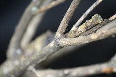 Leiopus femoratus