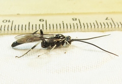Cratichneumon sublatus