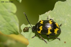 Gallerucida bifasciata