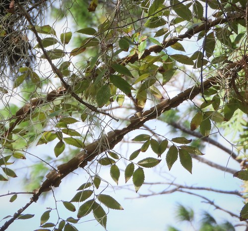Ulmus alata image