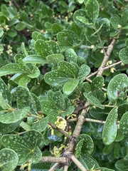 Strychnos cocculoides