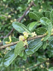 Strychnos cocculoides