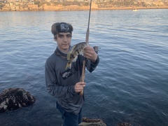 Paralabrax nebulifer