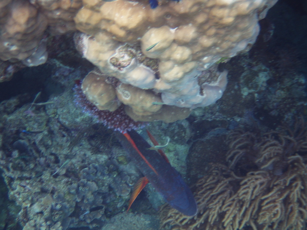 Orange-spotted Emperor