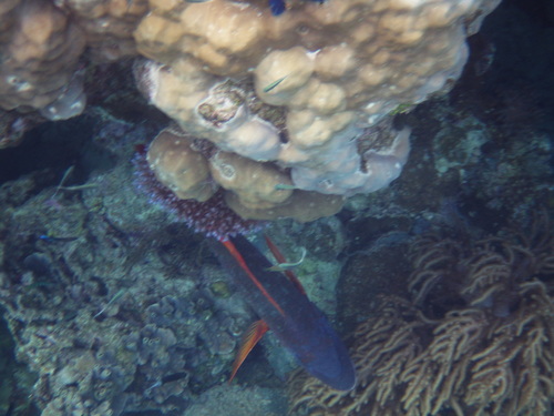 Orange-spotted Emperor