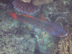 Lethrinus erythracanthus