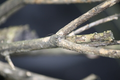 Leiopus femoratus