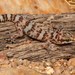 Pachydactylus weberi - Photo (c) Tyrone Ping, μερικά δικαιώματα διατηρούνται (CC BY-NC), uploaded by Tyrone Ping