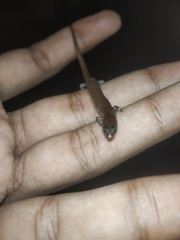 Riopa albopunctata