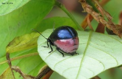 Gastrophysa atrocyanea
