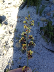 Tritoniopsis parviflora