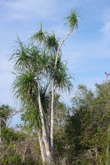 Beaucarnea