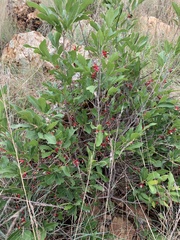 Ochna confusa