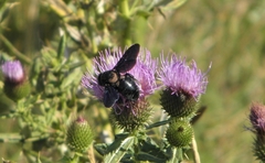 Xylocopa