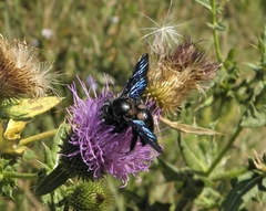 Xylocopa