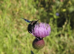 Xylocopa
