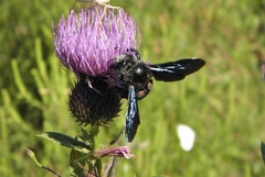Xylocopa