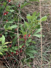 Ochna confusa
