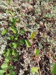 Atriplex maximowicziana