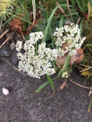 Daucus carota
