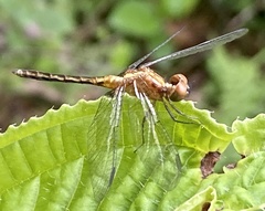 Erythrodiplax avittata