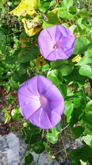 Ipomoea crinicalyx