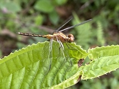 Erythrodiplax avittata